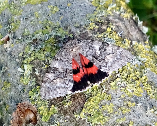 red underwing